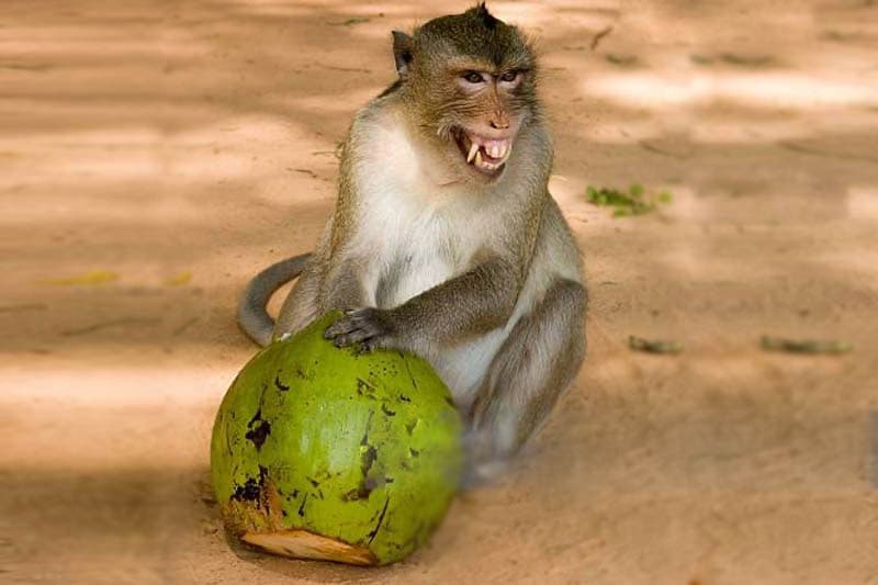 රිළා වඳුරු ගැටළුව තව තවත් ලෝකයා හිනැස්සීමක් නොවීමට නම්.. | රීටා ජෙනට් පෙරේරා