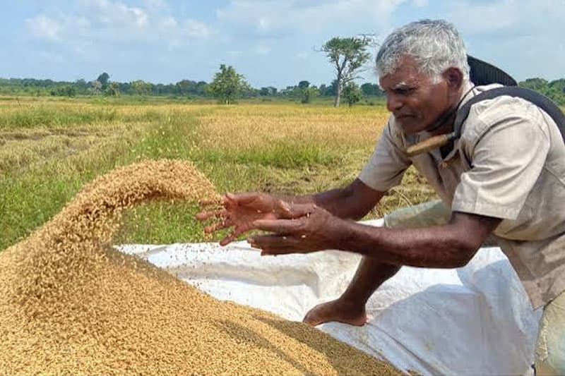 වී කිලෝව රුපියල් 90ට බසියි: වීවලින් බියර් හදන අලුත් සැලසුම මැද ගොවි උද්ඝෝෂණ මාලාවක් ළඟ ළඟම!