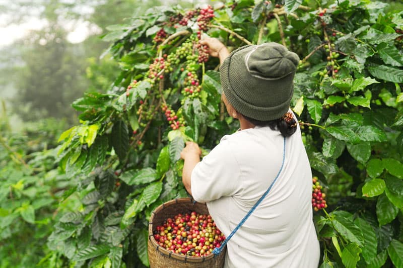 අභාවිත වතු ඉඩම් මෙරටට විදේශ විනිමය ප්රේරණය කළ ශ්රී ලාංකික ශ්රමිකයන්ට සහ තරුණ ව්යවසායකයන්ට