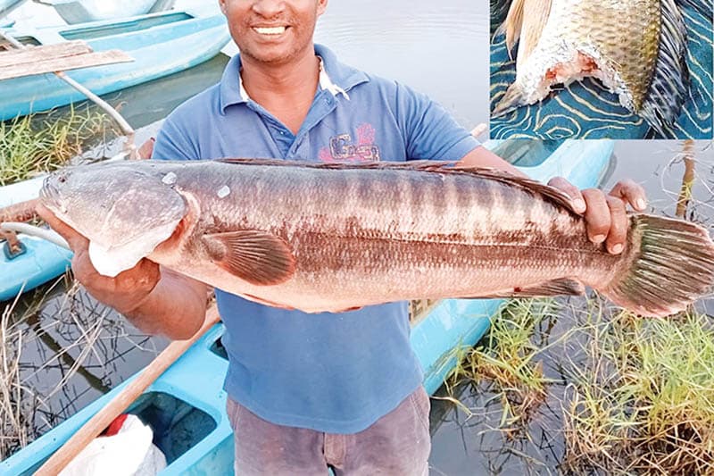 දැදුරුඔය ආශ්රිතව අන්තරායකාරී මත්ස්ය විශේෂ දෙකක්? - (ඉන්දු පෙරේරා)