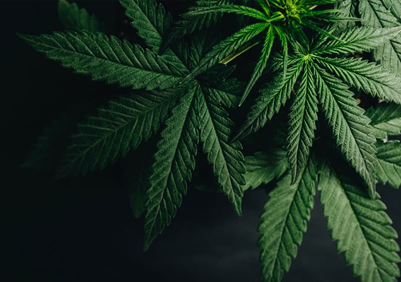 දළදාව පාස්කුව අතර අමතක වෙලා ගිය 420 දවස අද | Chinthana Dharmadasa'