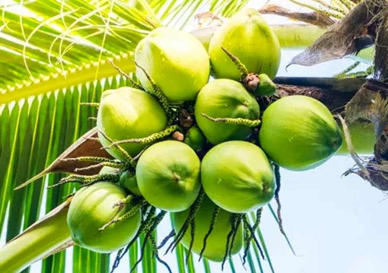 ලංකාවේ පොල් මිල ඉහළ යාම හා තිරසර විසඳුම් සහිත යථාර්ථවාදී බැල්ම | කුමුදු සෙනෙවිරත්න