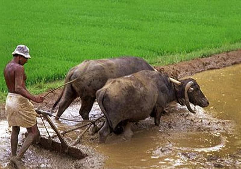 ගොවිතැනේ සමාජවාදය මොකක්ද? - (අජිත් පැරකුම් ජයසිංහ)