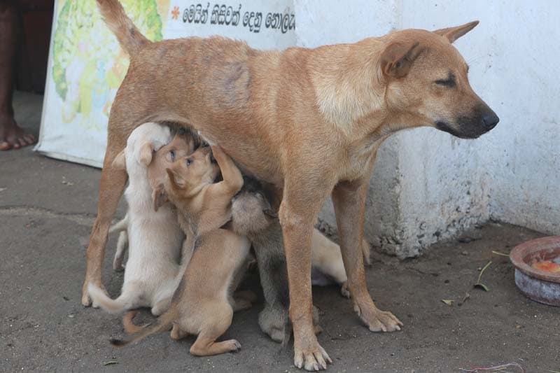 මේ අරඅඳින්නේ ආයිමත් අසරණ සුනඛයන් ලක්ෂයක් මරා දමන්න ද? - (පශු වෛද්ය චමිත් නානායක්කාර)