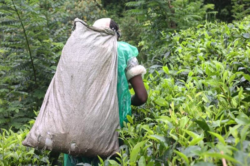 වතුකරයේ මලෛයහ දෙමළ ජනතාව තවමත් යටත් විජිත යුගයේ බව ජාත්යන්තර වාර්තාවකින් හෙළිවේ