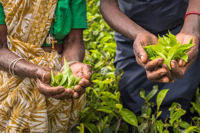 අප්රේල් තේ නිෂ්පාදනය කිලෝ මිලියන 2කට වඩා පල්ලම් බසී!