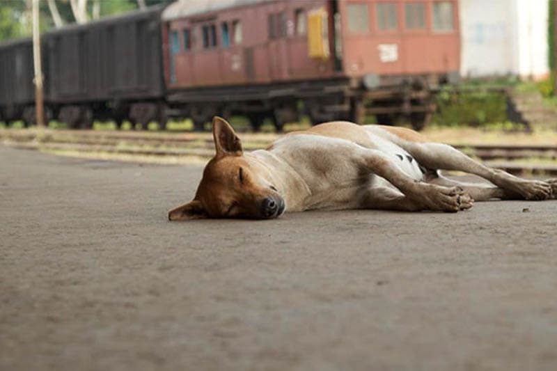 බල්ලෙක් වත් ගණන් නොගන්නා හත් කෝරල ගැමියන් ගේ දුම්රිය ගමන් ඉටු දෙවියා - (තිලක් සේනාසිංහ)
