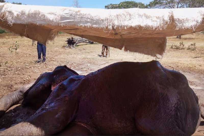 ලාහුගල බිම ඇද වැටුණු තනි අලියා බේරාගන්න වනජීවී නිලධාරීන්ගෙන් දැවැන්ත සටනක්!