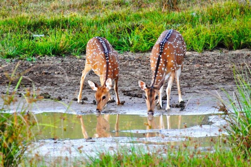 ආහාර සහ ජලය සොයා එන සතුන් දඩයම ජන මනසට අනුව 'සහගහන අපරාධයකි' | කදුරුපොකුණේ සුමංගල හිමි