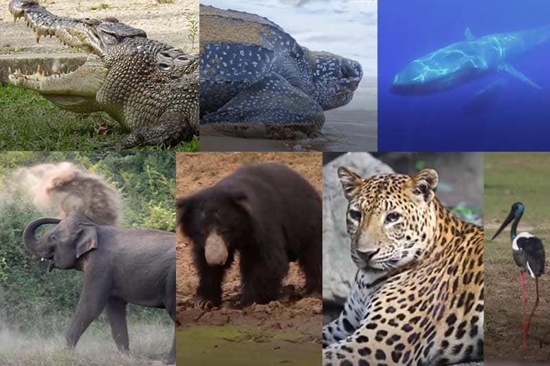 ලෝක වනජීවී දිනය : ශ්රී ලංකාවේ 'වනජීවී තරු හත' ඔබ හඳුනනවා ද?