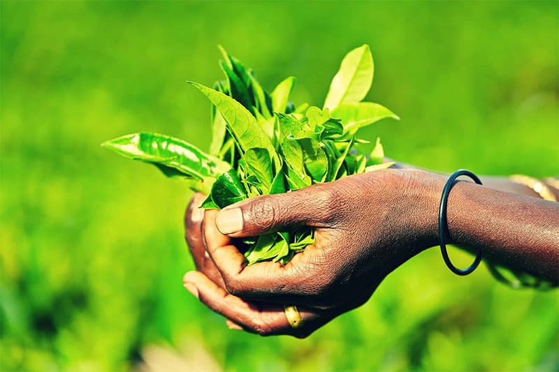 මැදපෙරදිග අර්බුදය හමුවේ තේ අපනයන ආදායම පහළට: ඩොලර් මිල පහත වැටීමෙන් නව අභියෝගයක්