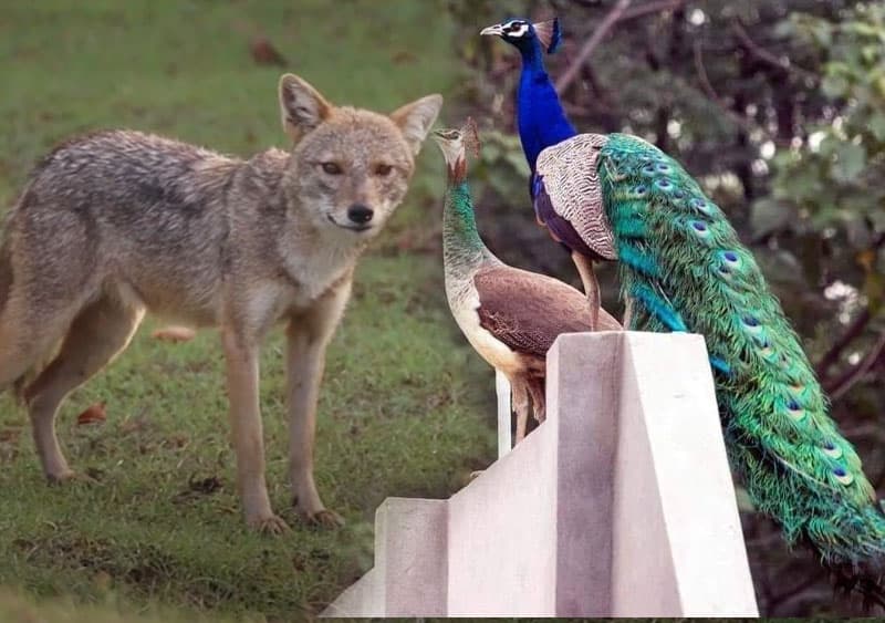 නරි අඬන හැටි, සින්දු කියන හැටි, කෙකරගාන හැටි මෙන්න