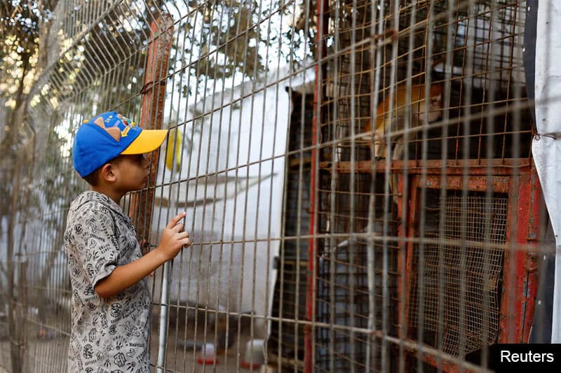 යුද්ධයේ ගිනිදැල් මැද ගාසා තීරයේ සත්වෝද්යානයක සතුන් හා අසරණ වූ දරුවන්ගේ අත්දැකීම්