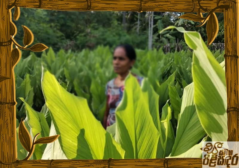 ස' සමග පිළිසඳර - කහ වවන ගමකට එන්න...