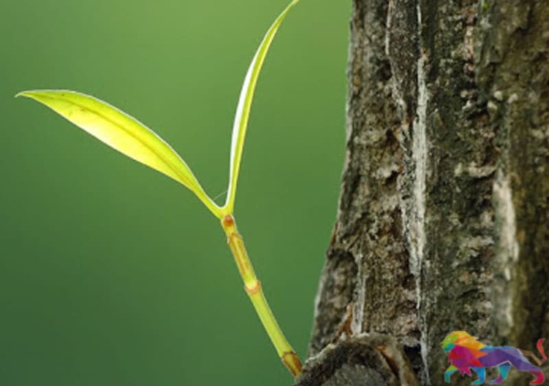 සොබා දහම වෙනුවෙන් සොබා දහම/ තනි වූ ගසට අම්මා කෙනෙක්. - ධම්ම දිසානායක.
