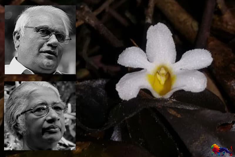 ලාංකික යුවලකට උපහාර දෙමින් සිංහරාජයෙන් පිබිදෙන අලුත් ඕකිඩ් මල