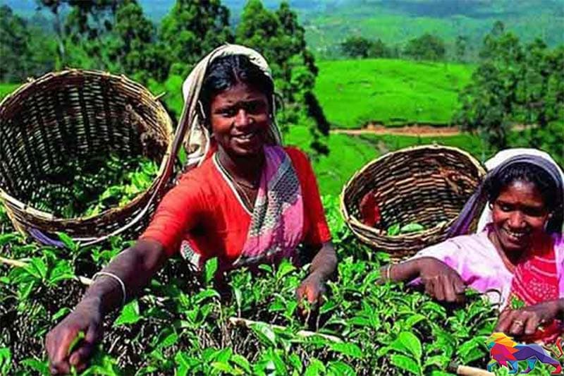 වතු කම්කරු ජීවන වියදම් දීමනාව 4 ගුණයකින් ඉහල දැමීමට ඉල්ලීම්