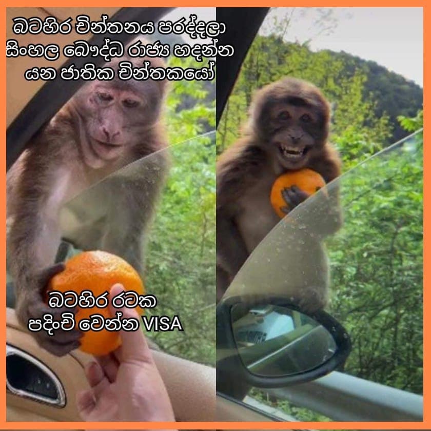 ලැබුණොත් දොඩමක්, නොගෙන ඉඳියි ද වඳුරෙක් !