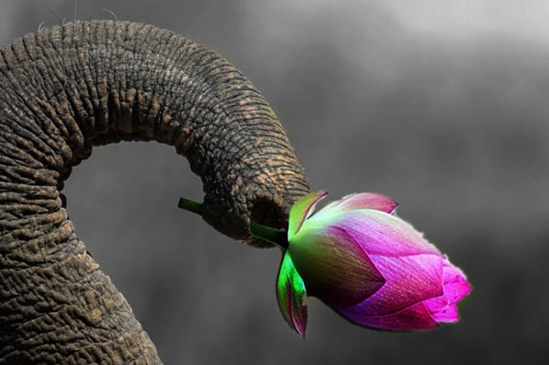 එජාප පොහොට්ටු සංධානය...........? - (නීතිඥ චන්ද්රසිරි සෙනෙවිරත්න)
