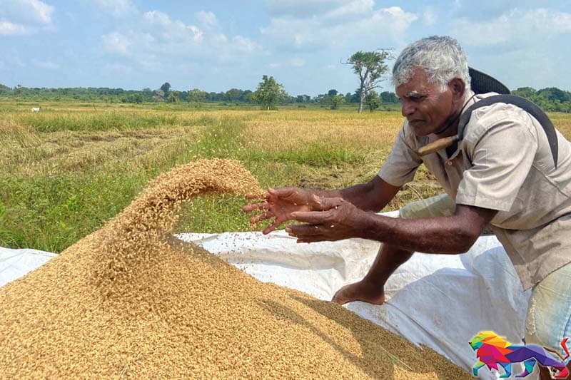 පැරකුම් යුගයක් නැවත ඇති කළ යුතුද ? - (විශේෂඥ වෛද්ය අජිත් අමරසිංහ)