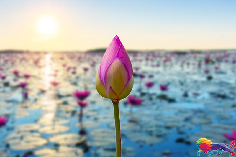 පොහොට්ටුව - (එරන්ද ගිනිගේ)