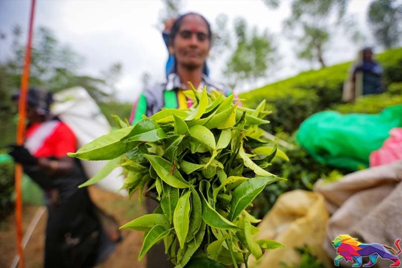 තේ නිෂ්පාදන බොරුව - (එරන්ද ගිනිගේ)