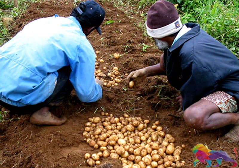 උඩරට අර්තාපල් වගාව හාන්සි කරන කෘෂි රසායන තහනම -රජිත් කීර්ති තෙන්නකෝන්