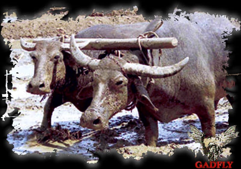 සෝමාවතිය ජාතික උද්යානය, නීතිය සහ ගවයින් - ඇටමැස්සා (65)