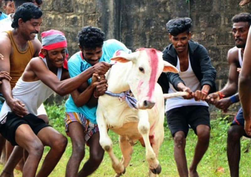 දේශපාලන ජල්ලි කට්ටු - (උදන් ප්රනාන්දු)