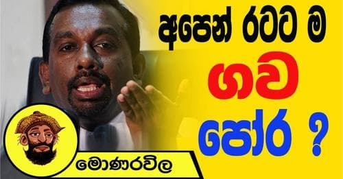 අපෙන් රටට ම ගව පෝර? | මොණරවිල ලියමන