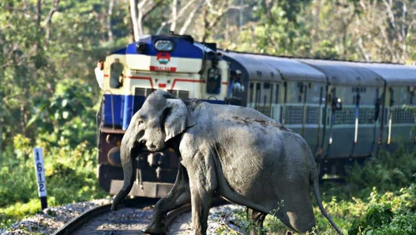 අලි–දුම්රිය ගැටුමට අධිකරණයෙන් ඓතිහාසික මැදිහත්වීමක්