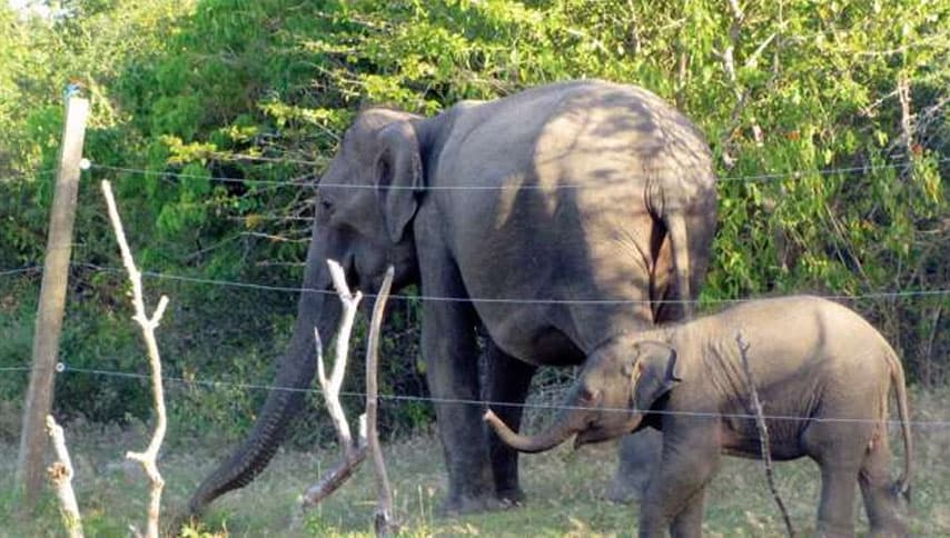 නකෝලගනේ අභයභූමියක් වුණත් ශ්රේෂ්ඨාධිකරණ තීන්දුව තවමත් පූර්ණ නෑ