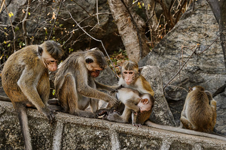 chinese and sri lanka monkey business