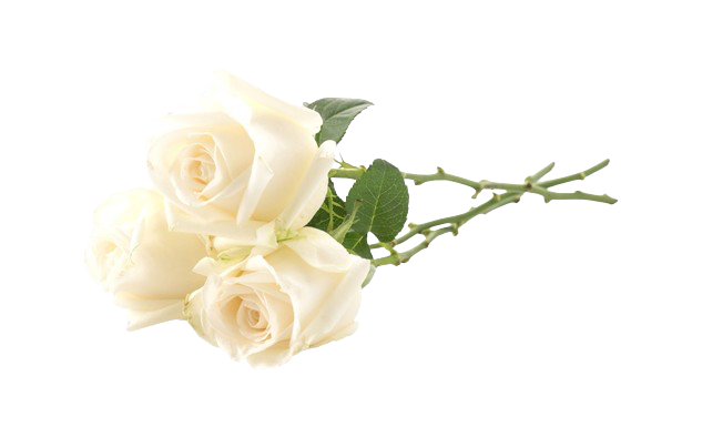 White Roses PNG removebg preview