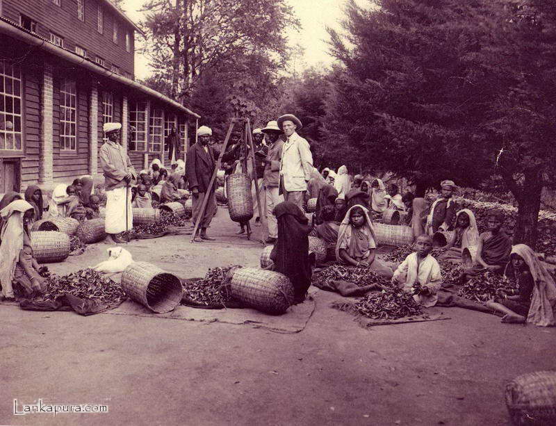 Ceylon tea workers bring plucked tea to the factory early 1920sjpg