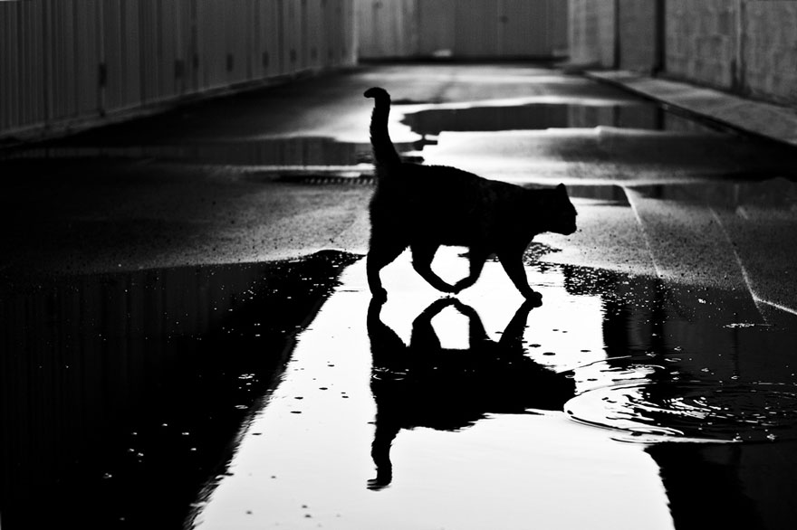 cat black and white photography 18