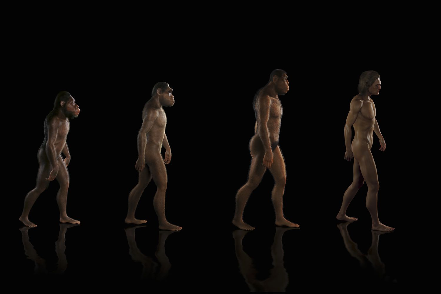 human evolution 186450364 57c199a65f9b5855e519b7b9