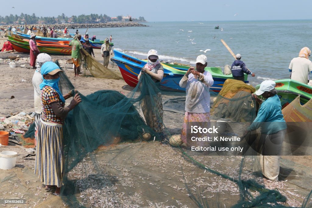 3rd March 2020: Woman shaking small fish from a fishing net on a beach beside Negombo Fish Market, located north of the Sri Lankan capital Colombo. They are working together to empty the net with sharp flicks, so the freshly caught fish fall onto a mat laid out on the sand. The women have their heads covered to protect them from the heat of the sun. Brightly painted fishing boats are moored nearby.