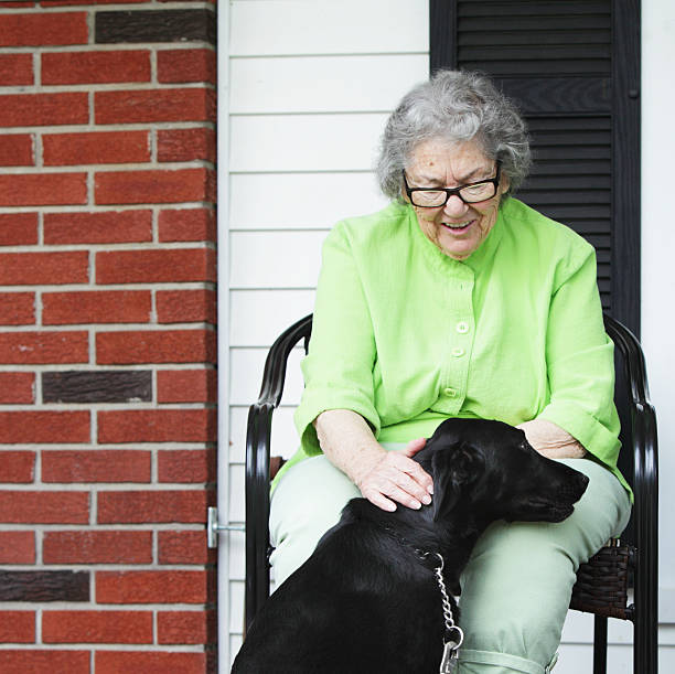 Grandma pets a new Labrador Retriever mix dog that has just arrived from the rescue center. Square composition.