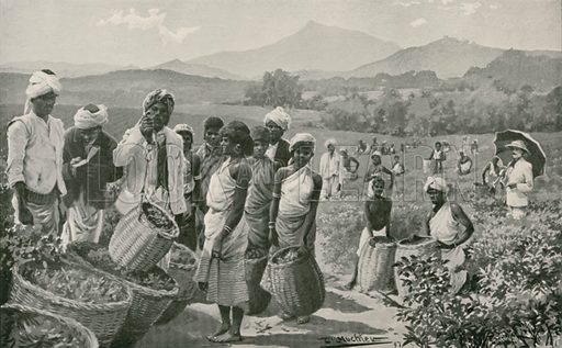 M162050 View of a Tea Garden in Ceylon