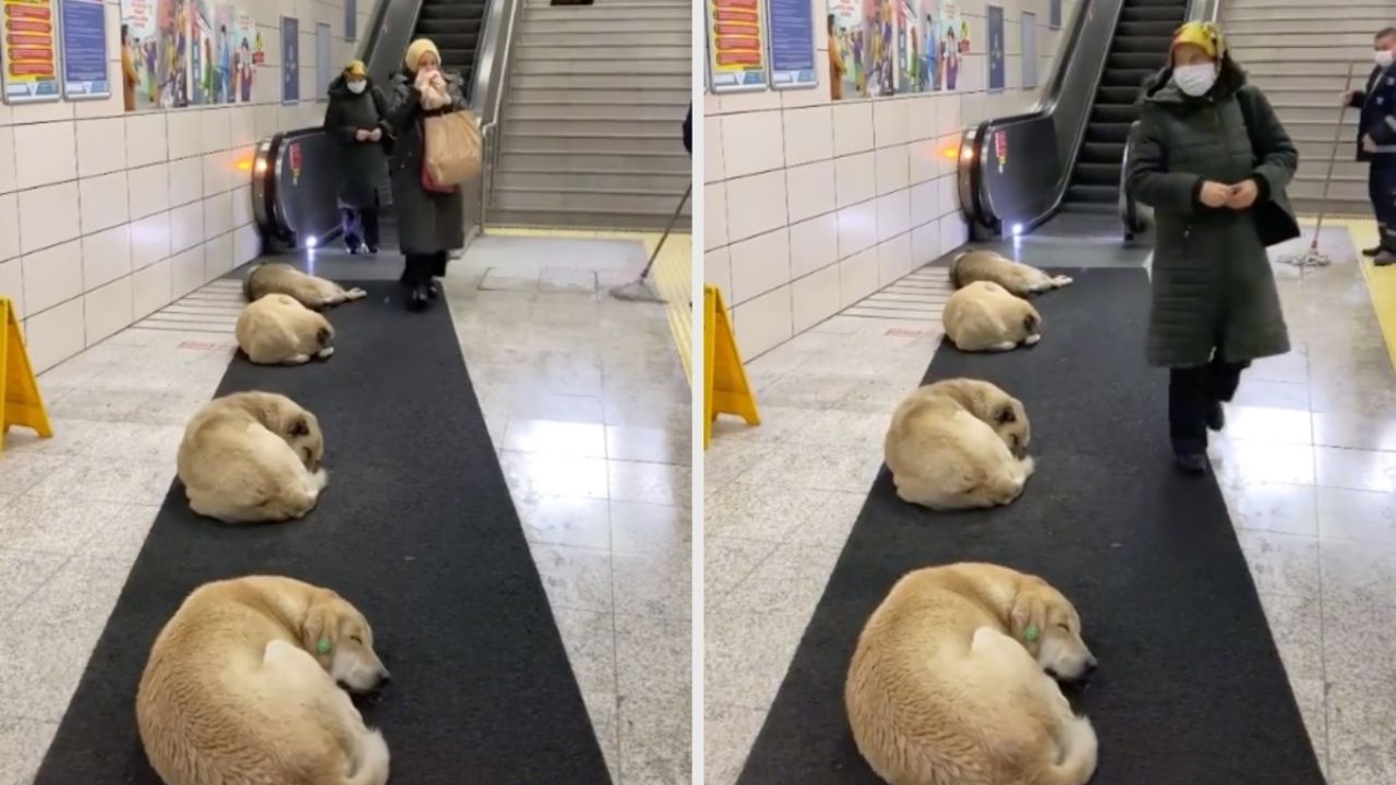 Metro in Turkey Allows Stray Dogs to Sleep in Facilities