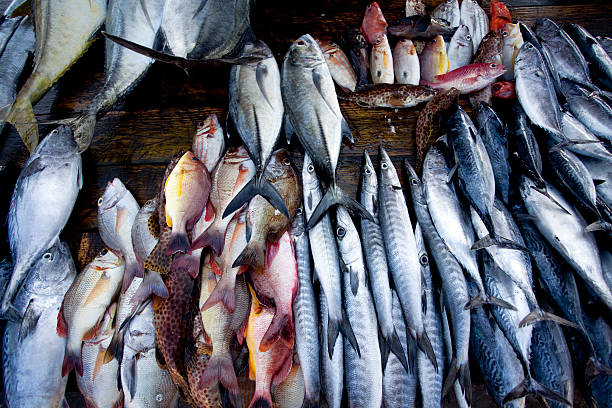 fish market in galle sri lanka