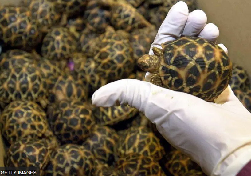 tortoise 
