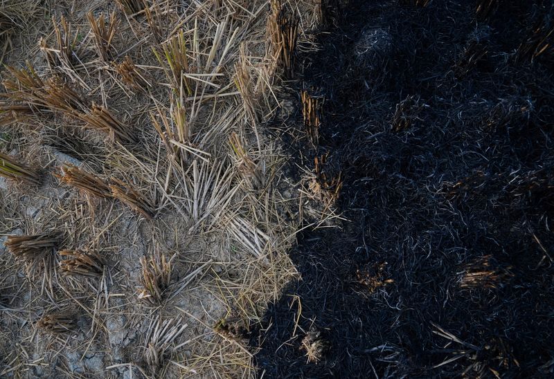 2024 10 22T071624Z 1 LYNXMPEK9L073 RTROPTP 3 INDIA POLLUTION FARMERS