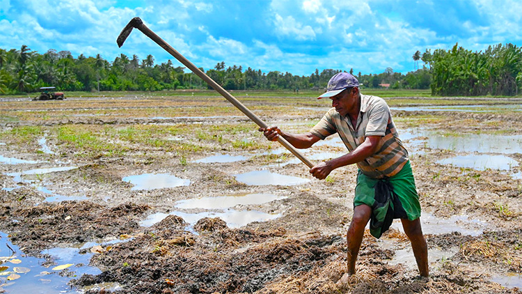 agriculture