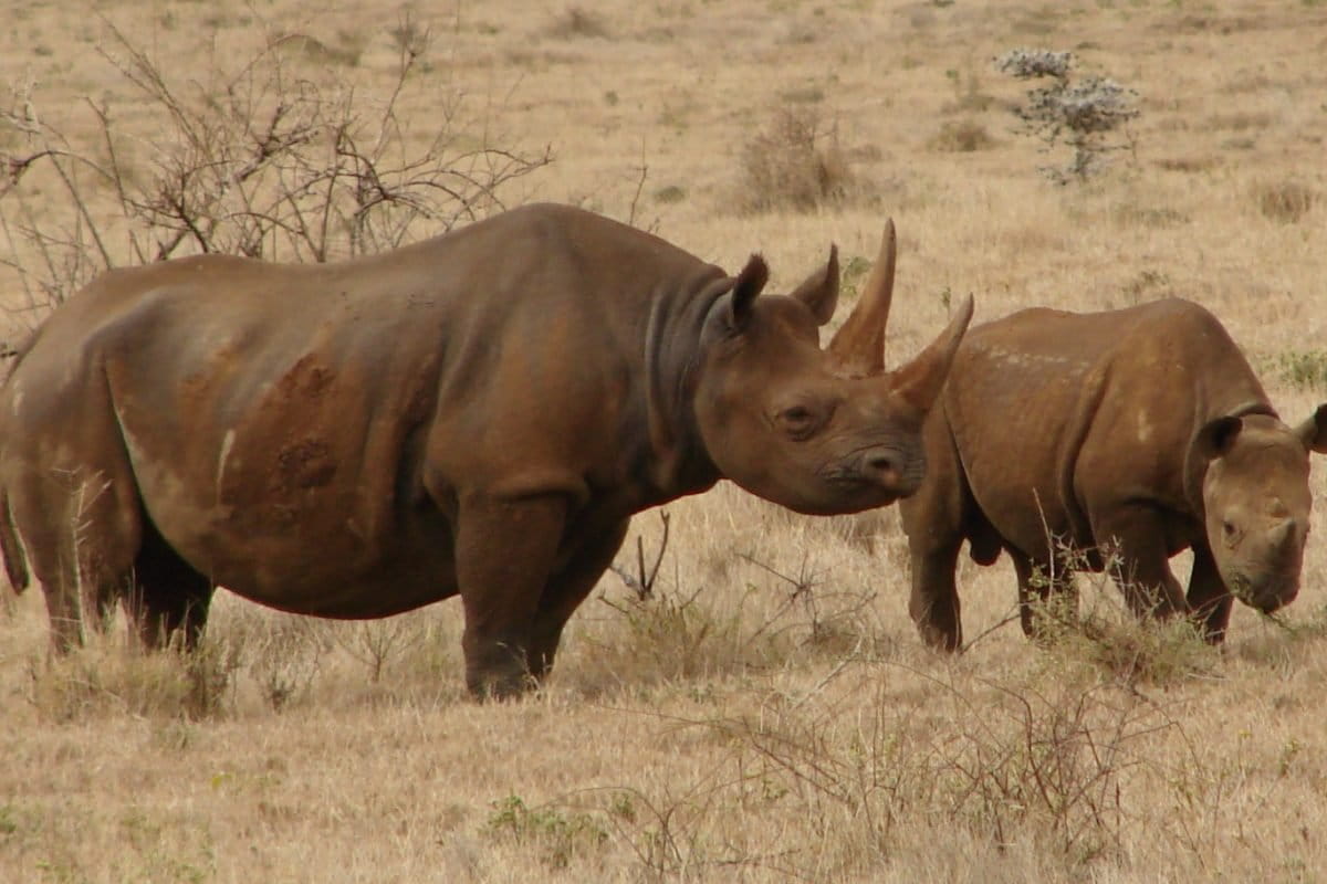 Black Rhinos Kenya Harald Zimmer CC 3.0 1200x800
