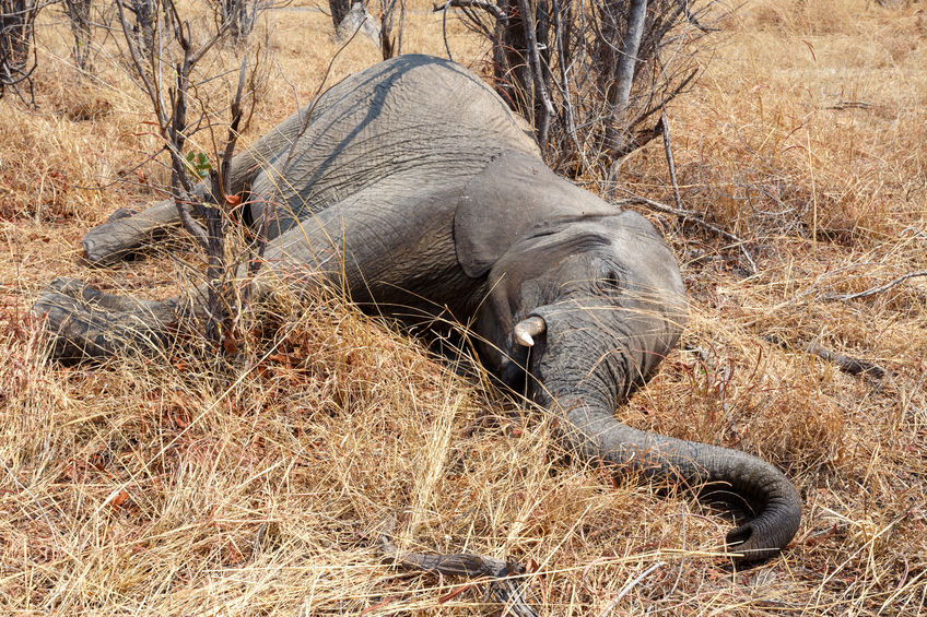 Dead elephant
