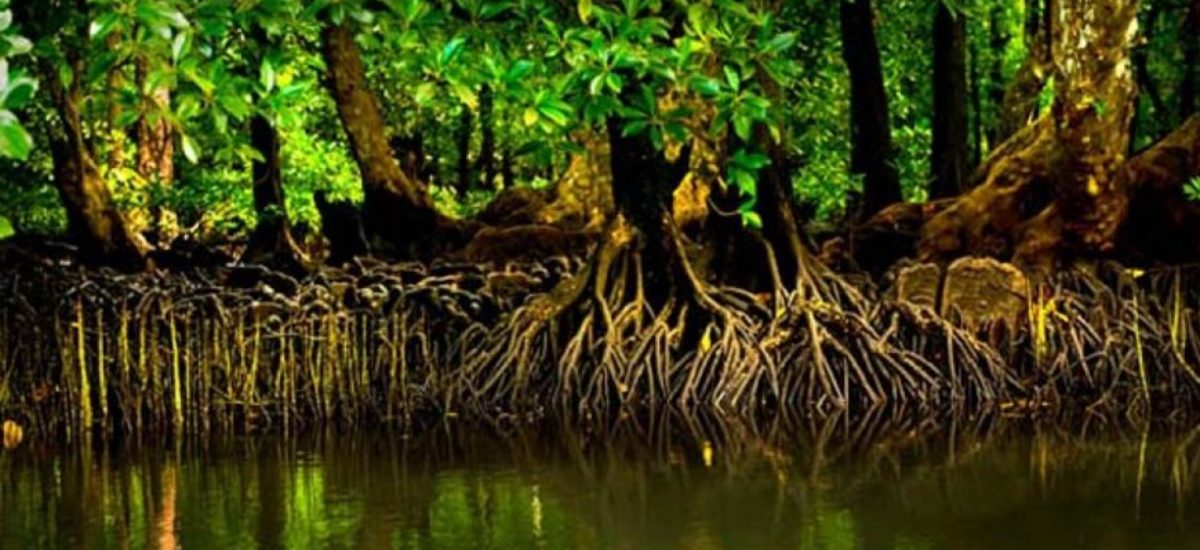 Mongrove Sri Lanka 870x500 1 1200x550
