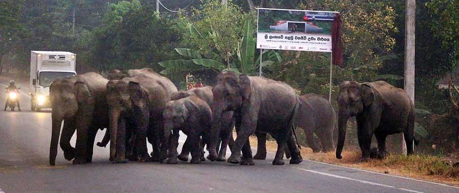 elephant galgamuwa