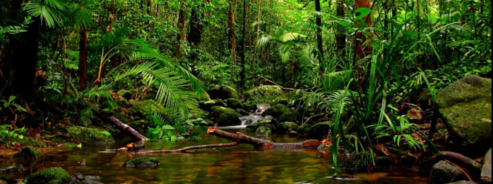 forest